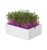 Heimgart Anzuchtschale Starter Kit für Microgreens