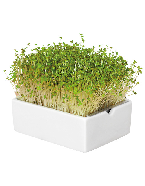 Heimgart BIO-Senf Microgreen Saatpad