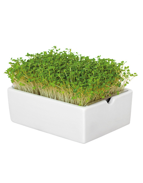 Heimgart BIO-Rauke Microgreen Saatpad