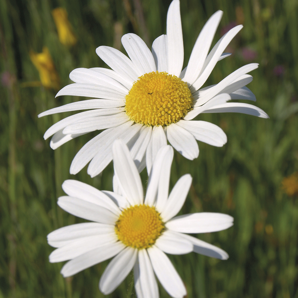 Saat & Gut BIO-Frühe Margerite