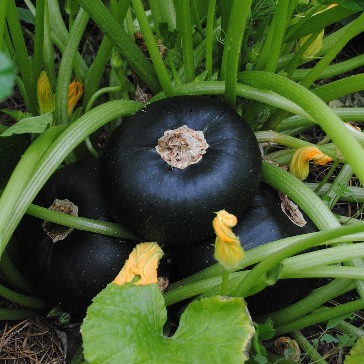 Saat & Gut BIO-Zucchini Tondo Di Piacenza