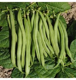 Saat & Gut BIO-Buschbohne La Victoire