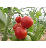 Saat & Gut BIO-Beymes Erntesegen Tomate