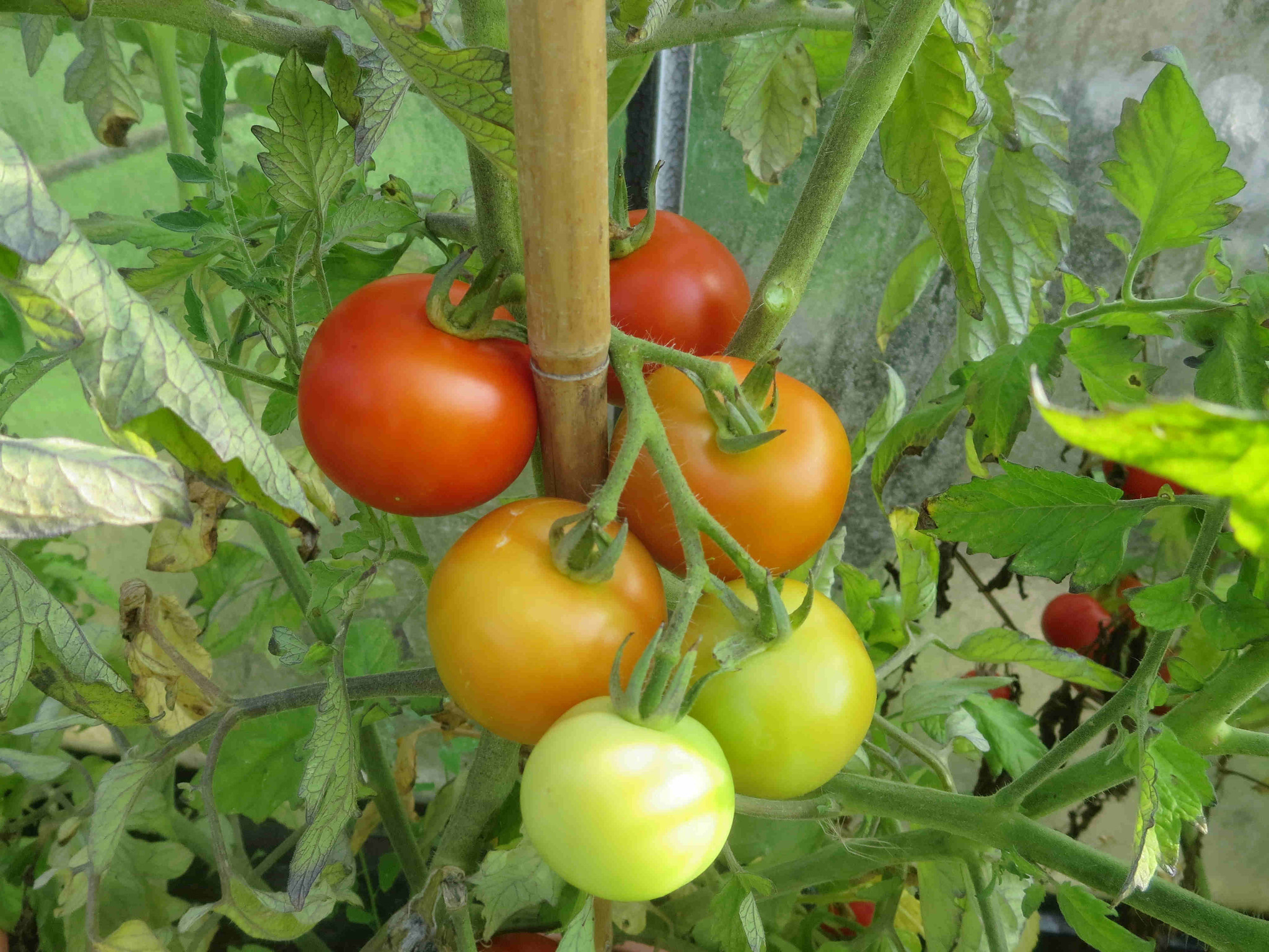 Saat & Gut BIO-Tomate Grit