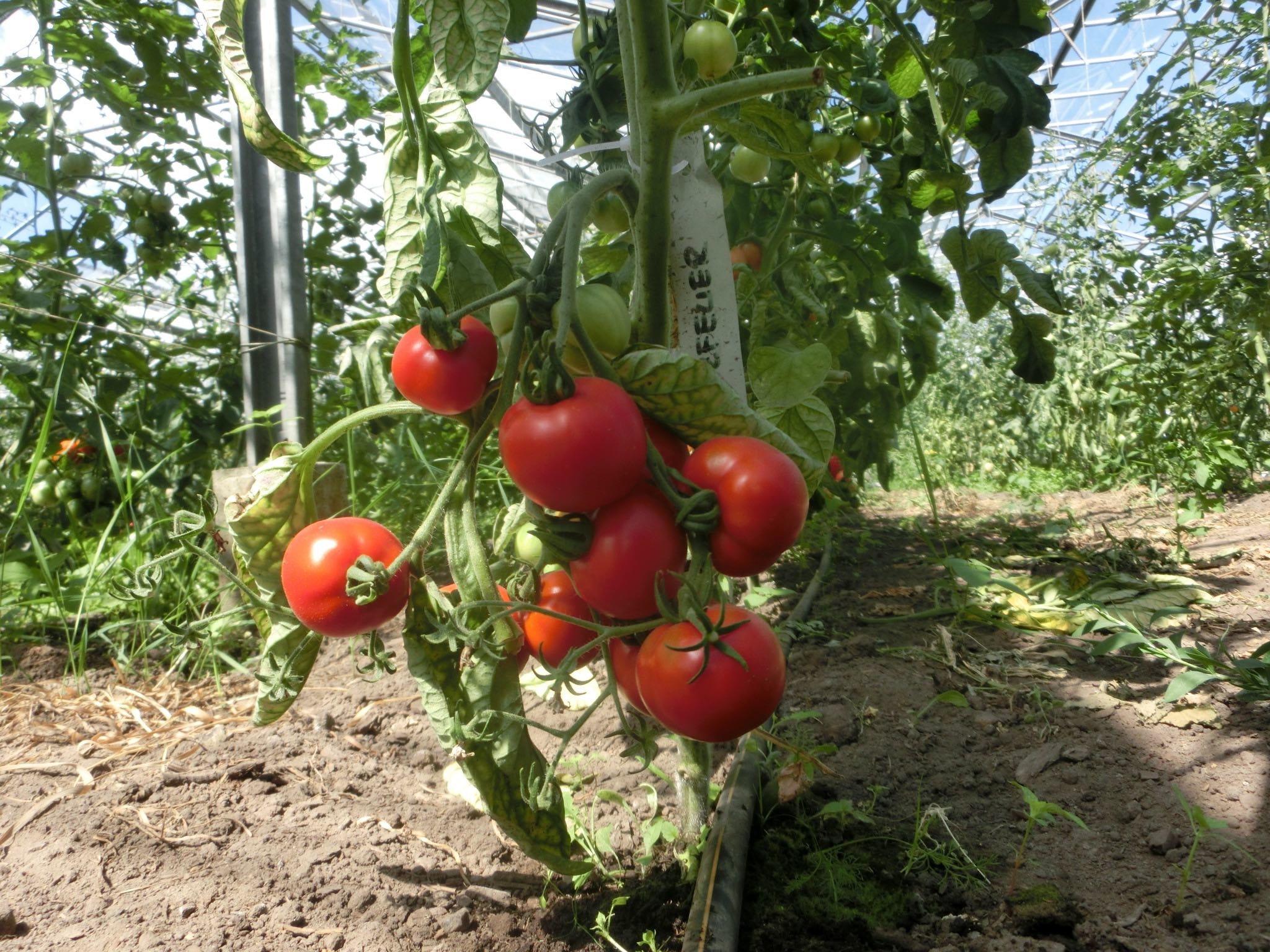 Saat & Gut BIO-Tomate Harzfeuer