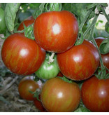 Saat & Gut BIO-Tomate rotgelb gestreifte runde