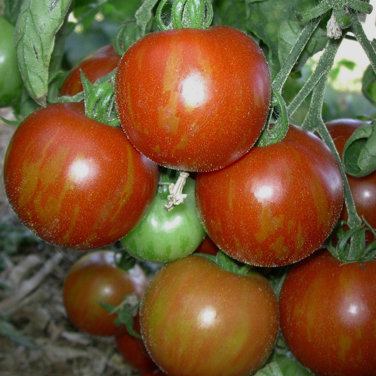 Saat & Gut BIO-Tomate rotgelb gestreifte runde