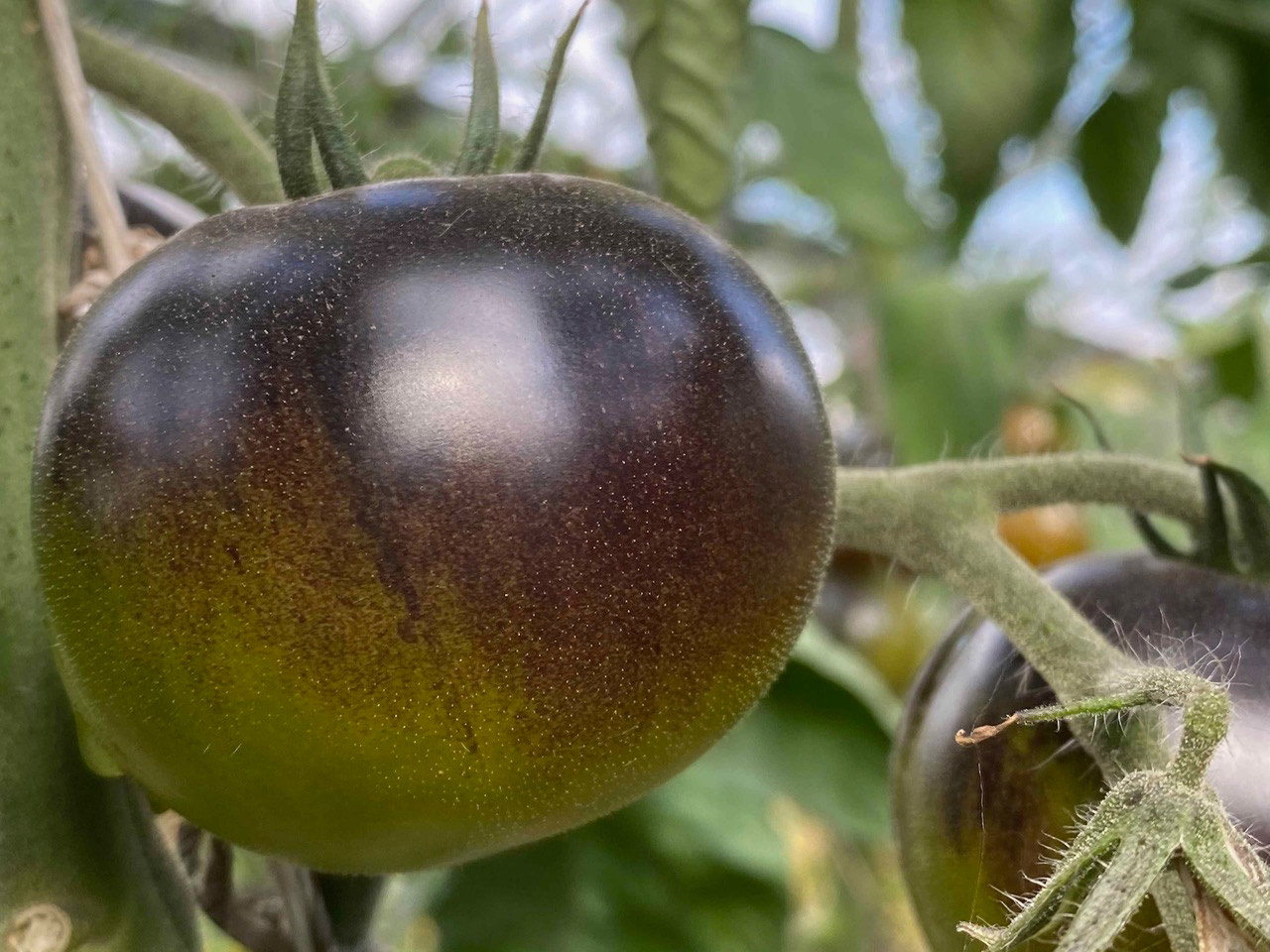 Saat & Gut BIO-Tomate Märchenwald