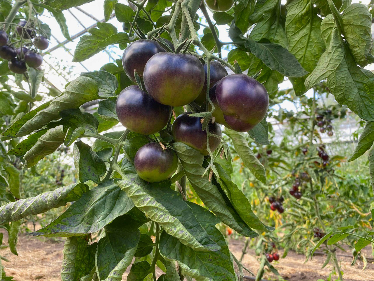 Saat & Gut BIO-Tomate Märchenwald