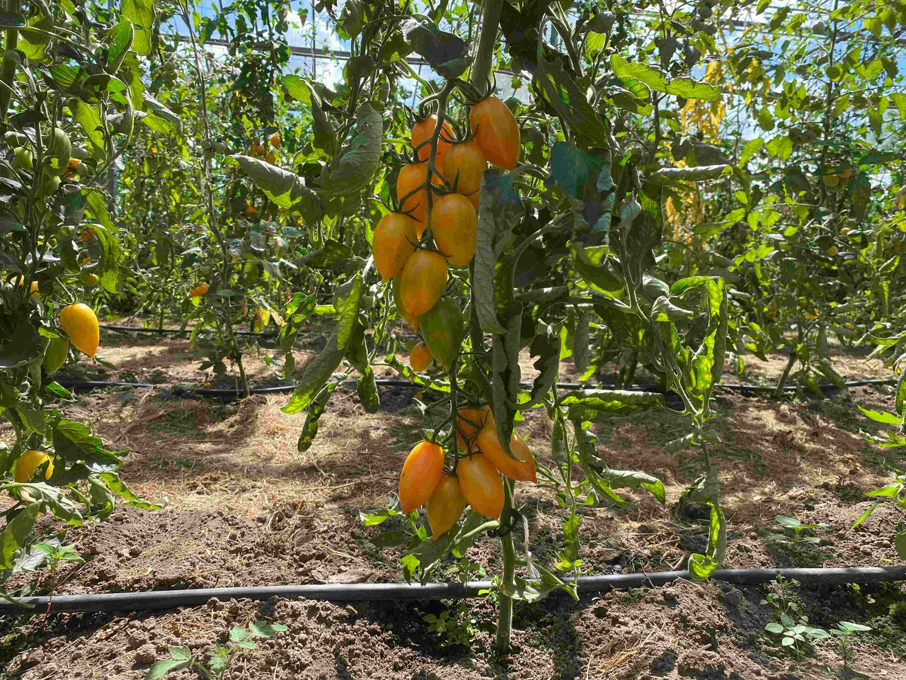 Saat & Gut BIO-Tomate Märchenzauber