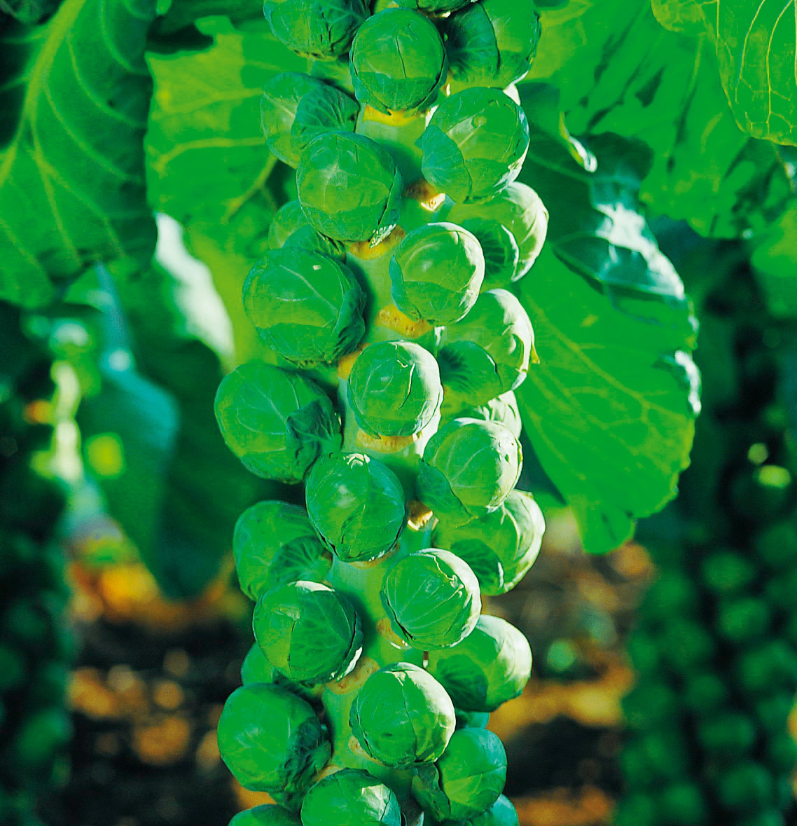 Saat & Gut BIO-Rosenkohl Auslese