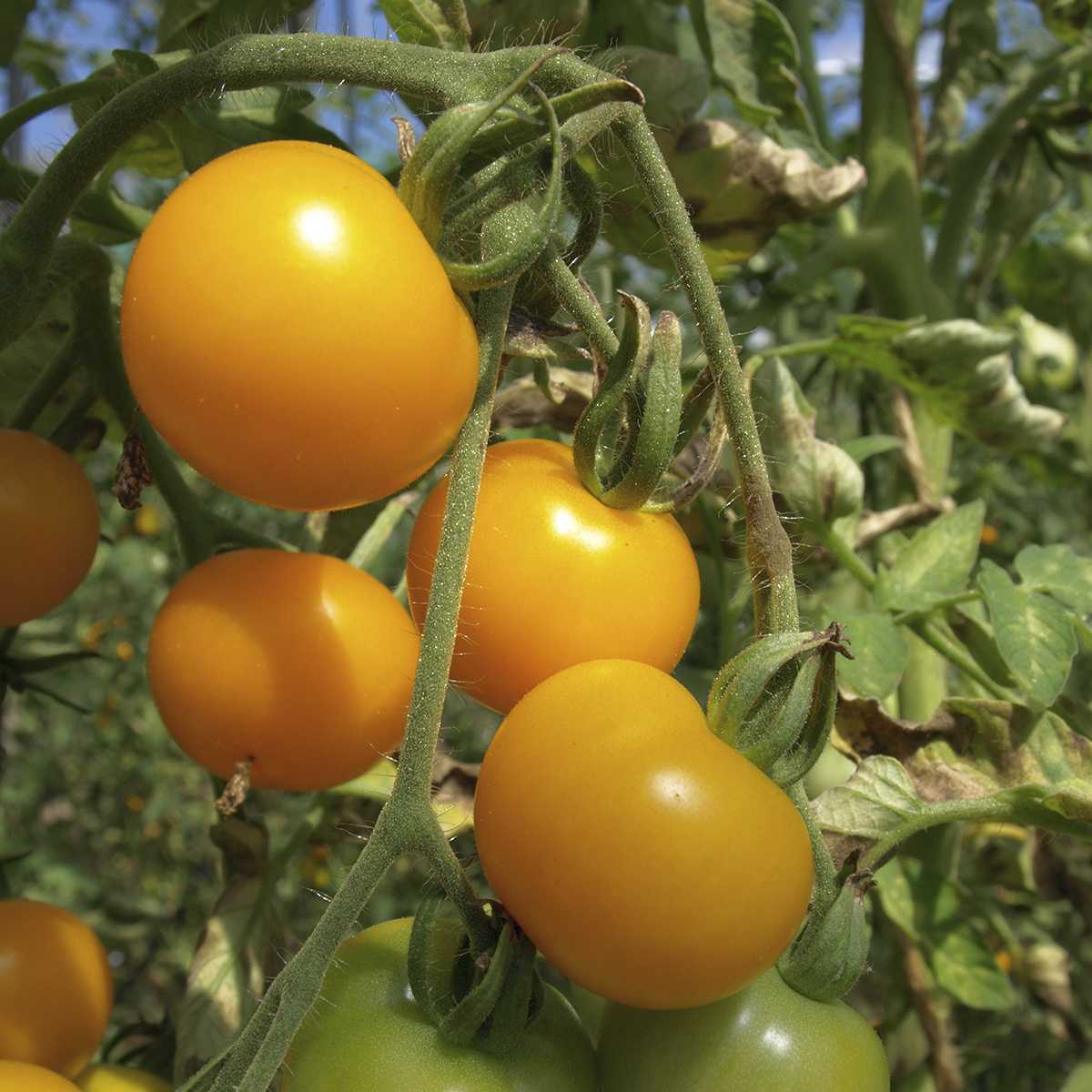 Saat & Gut BIO-Tomate Gelbe von Thun