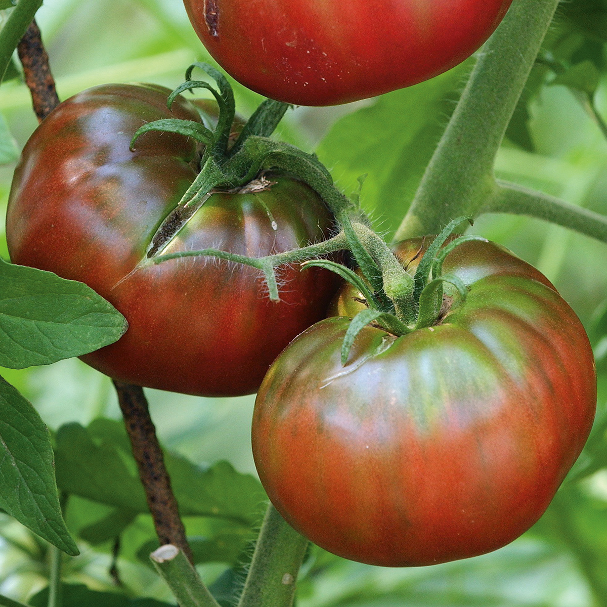 Saat & Gut BIO-Tomate Noire De Crimée