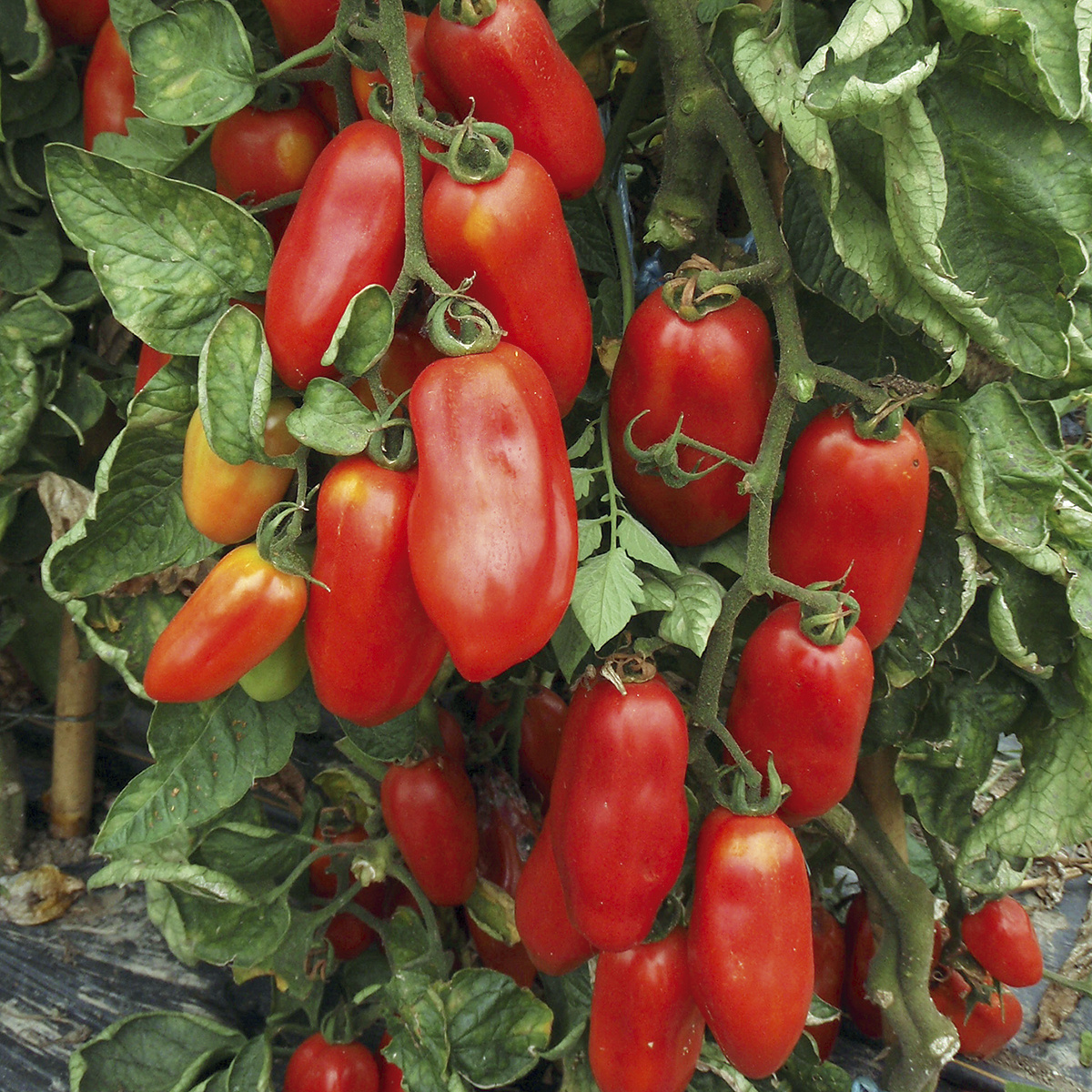 Saat & Gut BIO-Tomate San Marzano 2