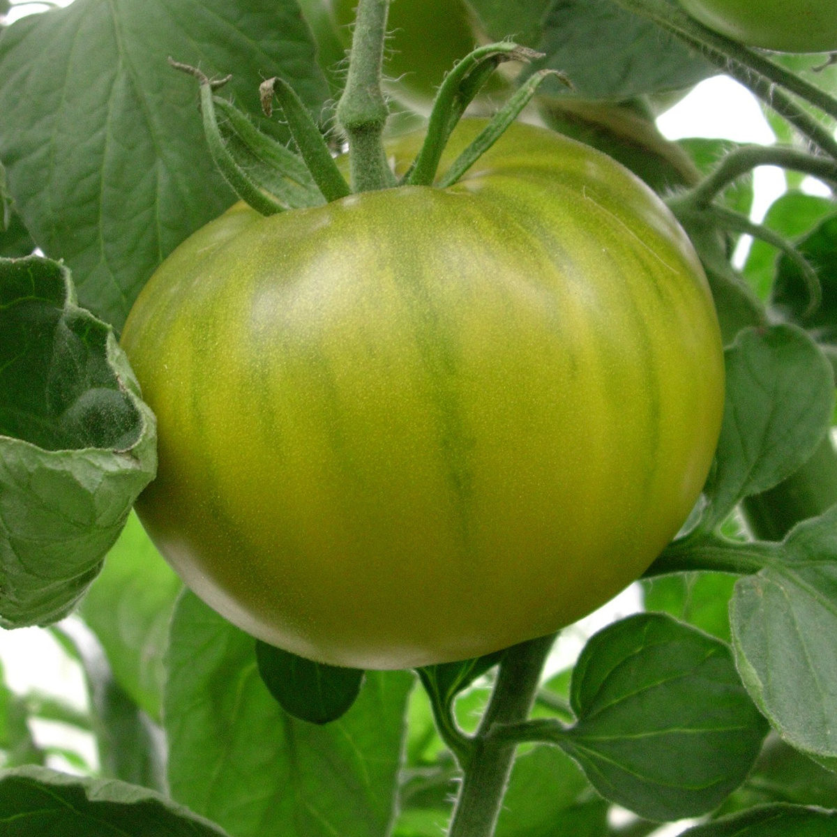 Saat & Gut BIO-Tomate Evergreen