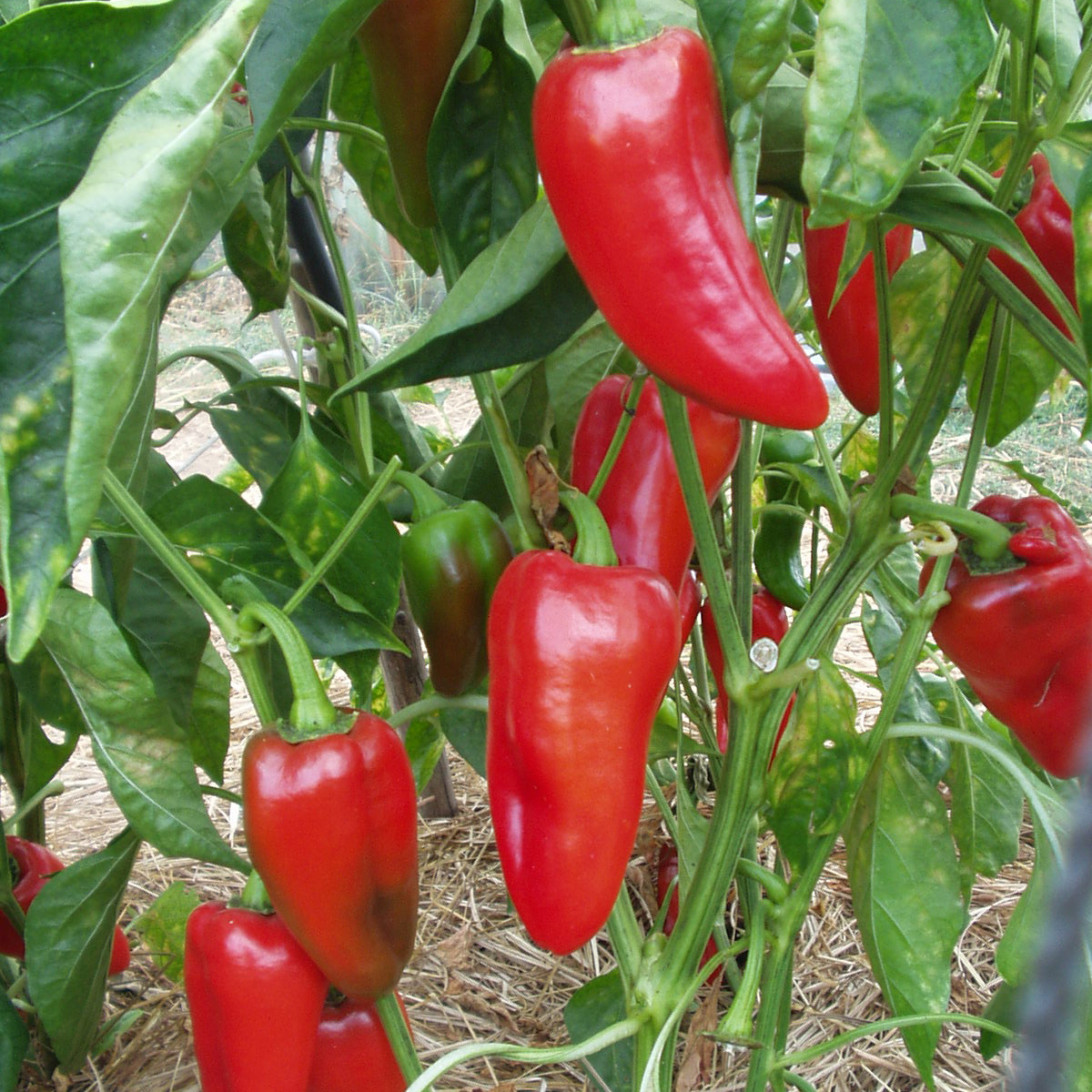 Saat & Gut BIO-Paprika Rosso