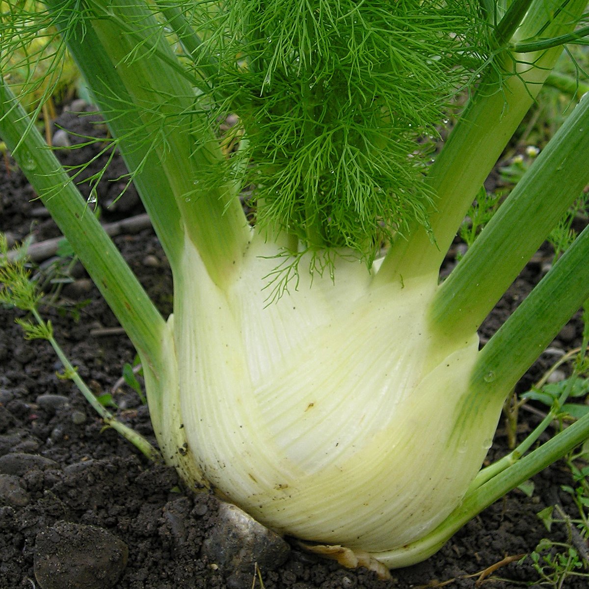 Saat & Gut BIO-Knollenfenchel Bianco Perfezione