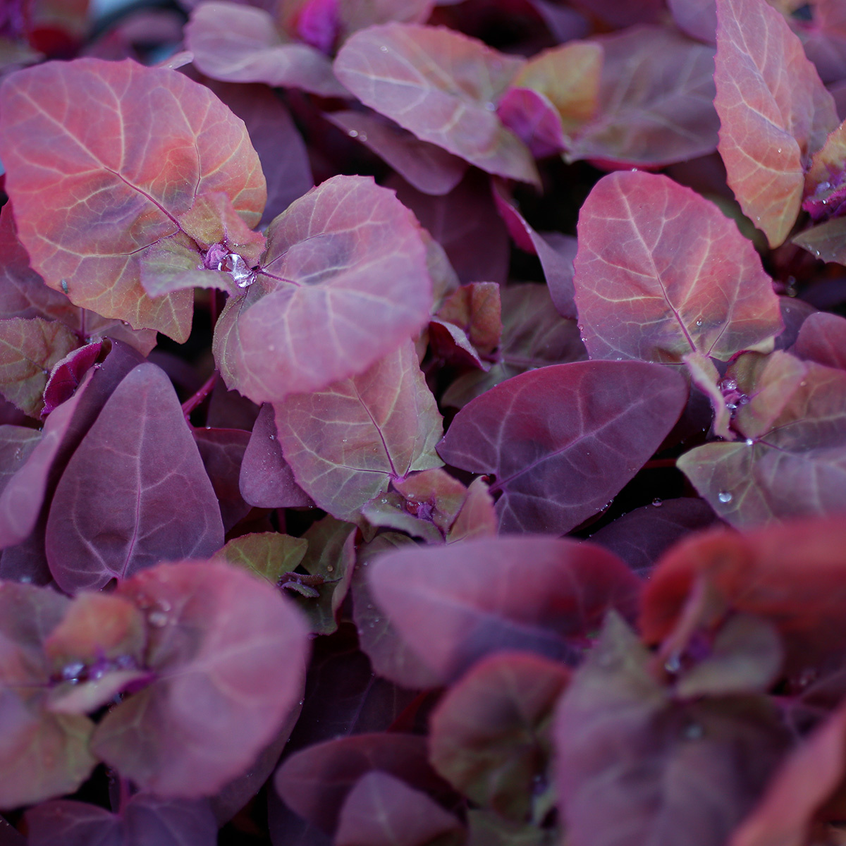 Saat & Gut BIO-Rote Gartenmelde