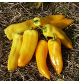 Saat & Gut BIO-Paprika Oro