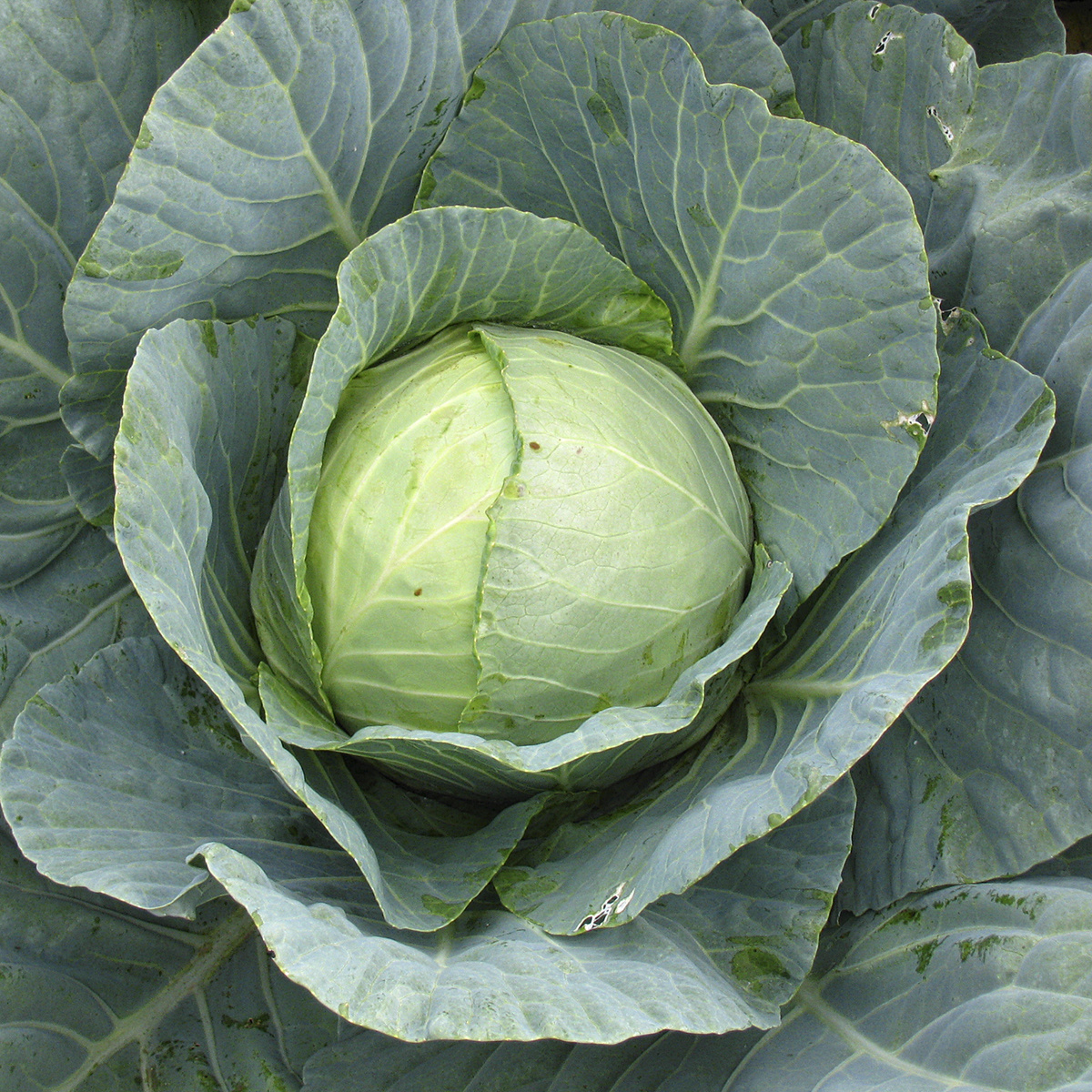 Saat & Gut BIO-Weißkohl Wädenswiler