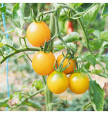 Saat & Gut BIO-Zitronentomate