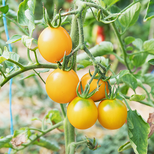 Saat & Gut BIO-Zitronentomate