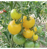 Saat & Gut BIO-Tomate Goldene Königin