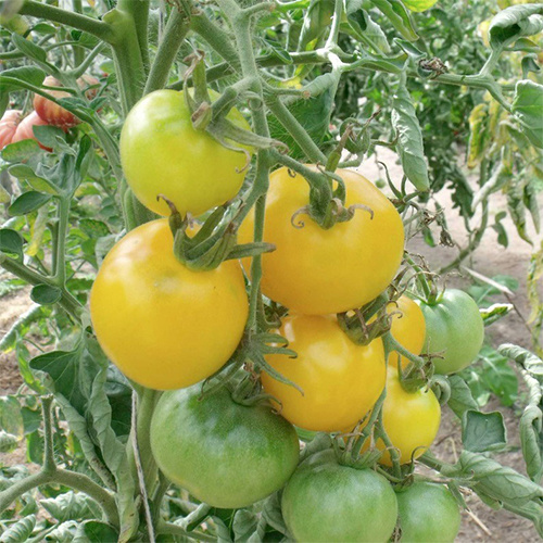 Saat & Gut BIO-Tomate Goldene Königin