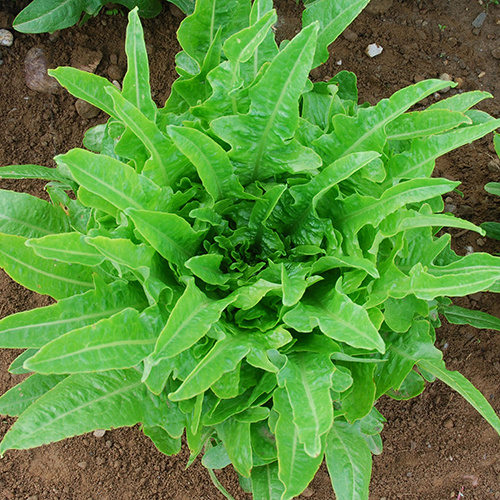 Saat & Gut BIO-Pflücksalat Lattughino Verde