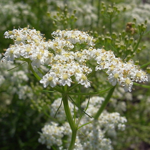 Saat & Gut BIO-Kümmel