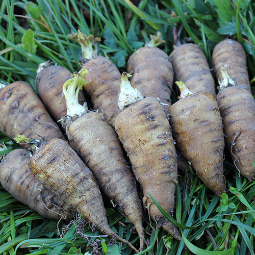 Saat & Gut BIO-Kerbelrübe