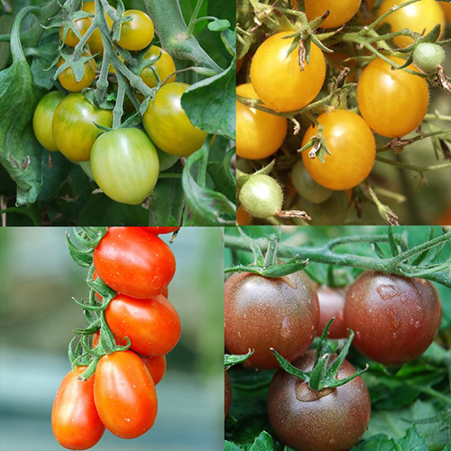 Saat & Gut BIO-Bunter Tomaten Mix