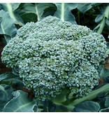 Saat & Gut BIO-Broccoli Rasmus
