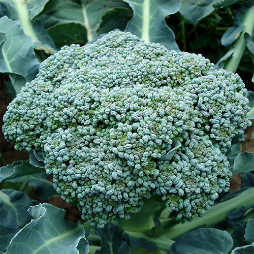 Saat & Gut BIO-Broccoli Rasmus