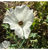 Saat & Gut BIO-Stachelmohn