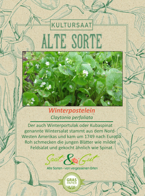 Alte Sorte - BIO-Winterpostelein - Saat & Gut