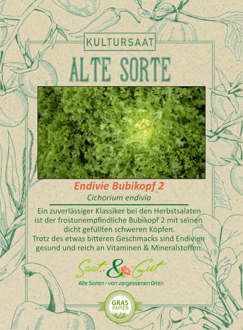 Saat & Gut BIO-Endivie Bubikopf 2