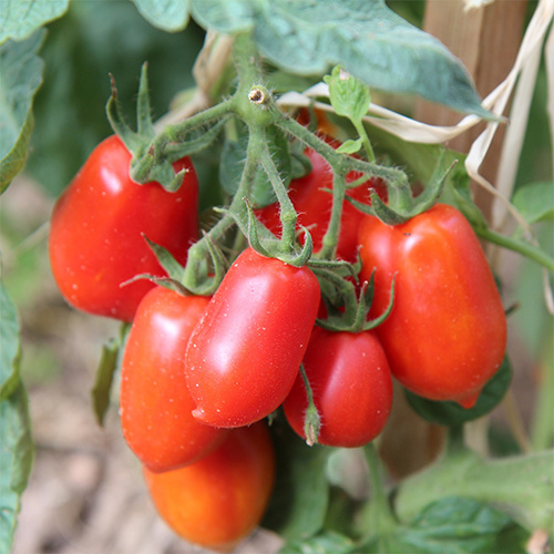 Saat & Gut BIO-Tomate Roma