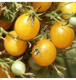 Saat & Gut BIO-Gelbe Cherrytomate