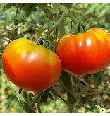 Saat & Gut BIO-Fleischtomate Rouge de Marmande