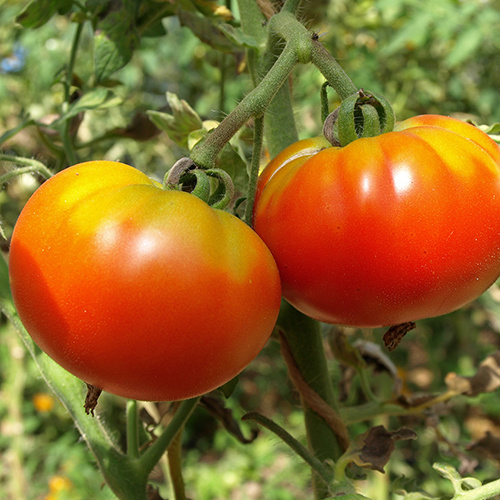 Saat & Gut BIO-Fleischtomate Rouge de Marmande