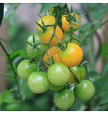 Saat & Gut BIO-Tomate Clementine