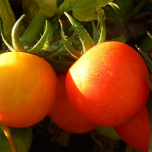 Saat & Gut BIO-Fleischtomate Orange à gros fruits