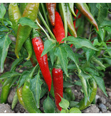 Saat & Gut BIO-Paprika Wieser Milder