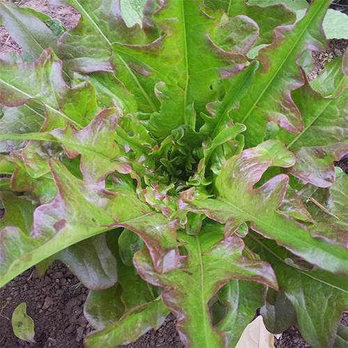 Saat & Gut BIO-Pflücksalat Cocarde