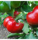 Saat & Gut BIO-Tomatenpaprika Paradeise früchtig frührot