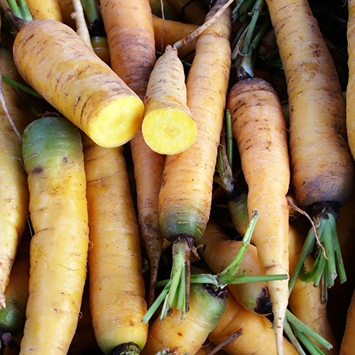 Saat & Gut BIO-Gelbe Möhre Jaune du Doubs