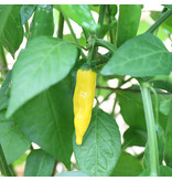 Saat & Gut BIO-Paprika Lemon Drop