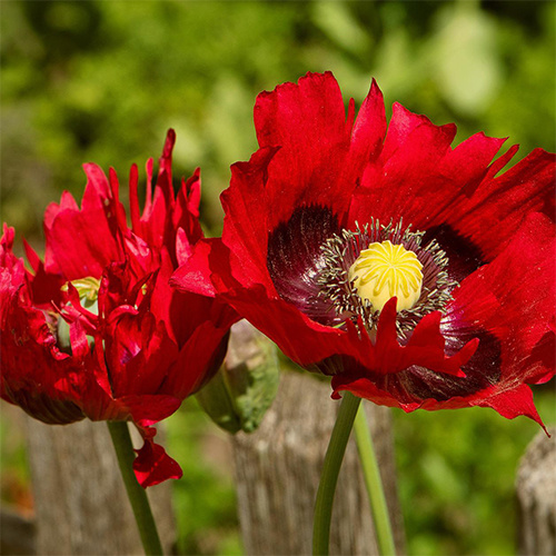 Saat & Gut BIO-Fransiger Mohn