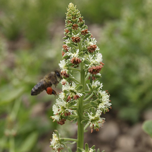 Saat & Gut BIO-Reseda 'Machet'